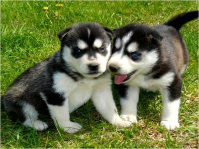 lovely male and female Siberian husky puppies