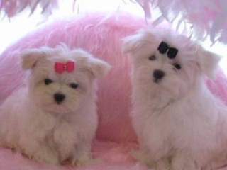 Beautiful Maltese puppis for free adoption