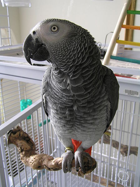 Cute and sweet African Grey looking for lovely home