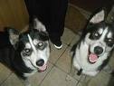 male and female serberian husky puppies for adoptionmale and a female Siberian husky puppies are now