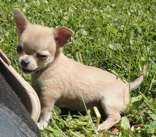 CHARMING MALE AND FEMALE CHIHUAHUA PUPPIES FOR ACTIVE FAMILIES.