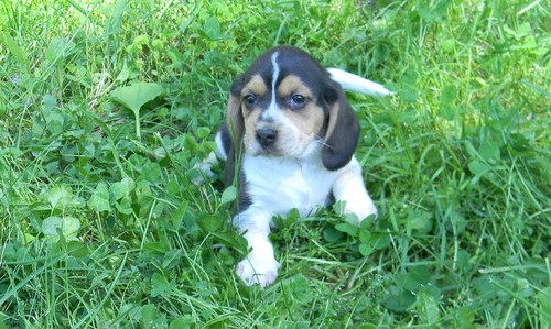 cute beagle puppies for new homes.