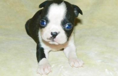 trained boston terrier puppies for caring homes.