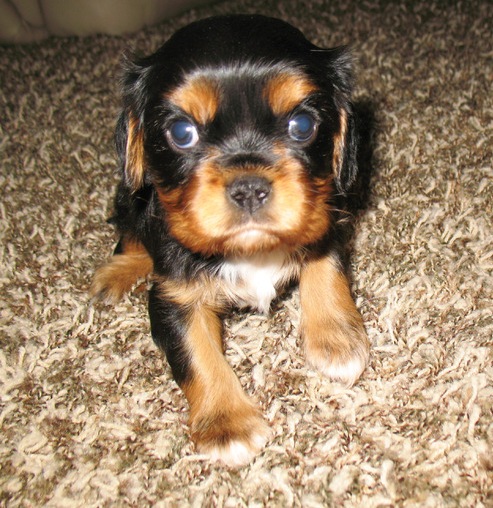 Cute Male Cavalier King Charles Spaniel Puppies For Sale.