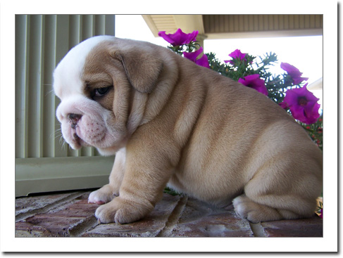 MALE AND FEMALE ENGLISH BULLDOG PUPPIES AVAILABLE NOW FOR ADOPTION