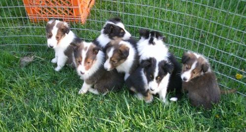 Available Shetland Sheepdog For Adoption.