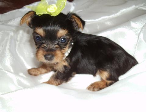 nice looking yorkshire terrier puppies to keep you company.