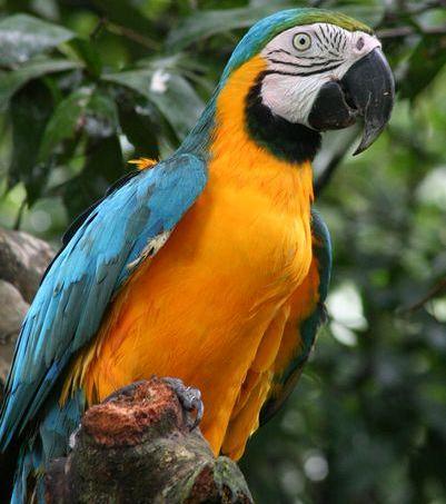 cute blue and gold macaw parrots for sale to caring homes.