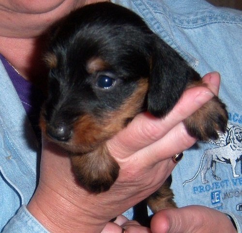 Miniature Dachshund Puppies