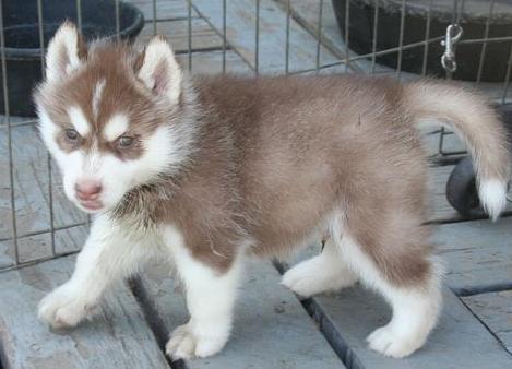 playful siberian husky puppies for adoption