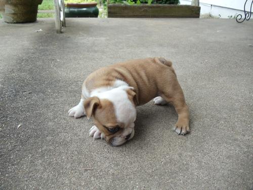 Affectionate English bulldog puppies for any good home