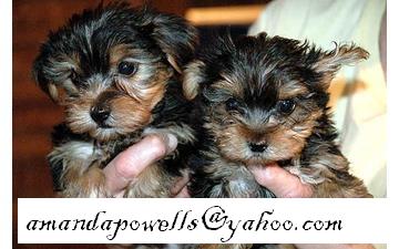 Yorkies Puppies For Adoption