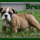 English Bulldog puppies available with great conformation