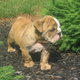 Sweet Spunky English Bulldog Puppies For Adoption