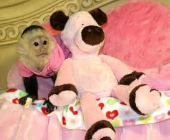 CUTE BABY CAPUCHIN MONKEY'S FOR ADOPTION