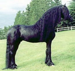 beautiful fresian horse for free adoption