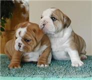 Outstanding English Bulldog puppies for free adoption.