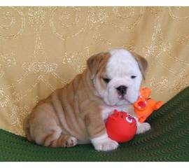 Adorable male and female english bulldog