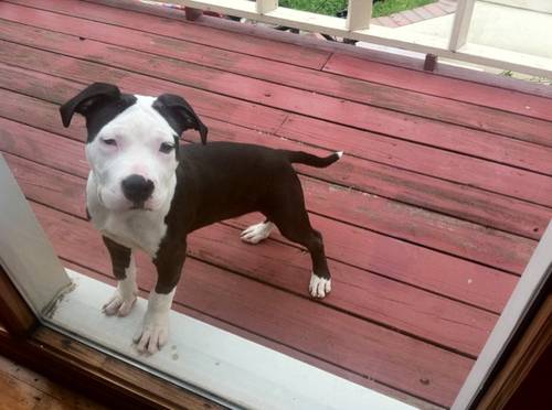 Pure bred pit puppy FREE FOR AN ADOPTION