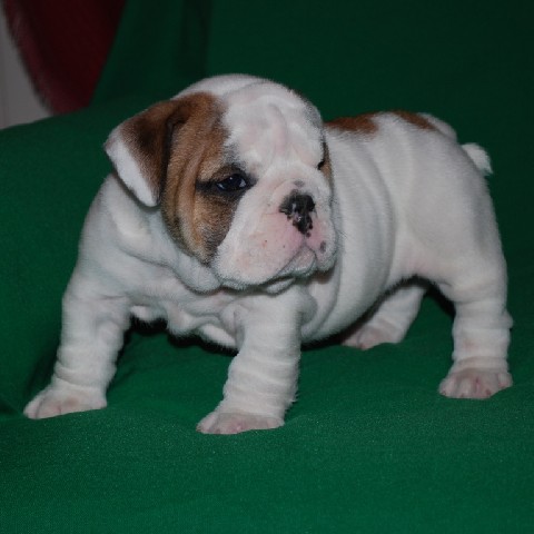 Lovely English bulldog Puppies for Adoption!