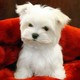 Male and Female Maltese puppies