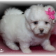 Male and Female Maltese Puppies For Re-homing