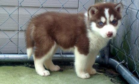 charming and lovely siberian husky puppies for adoption