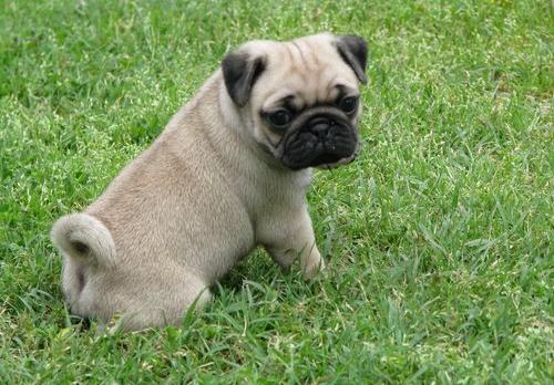 Healthy Pug puppy