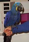 Hyacinth Macaw Parrots for adoption