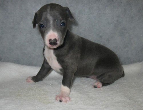 Italian Greyhound Puppies