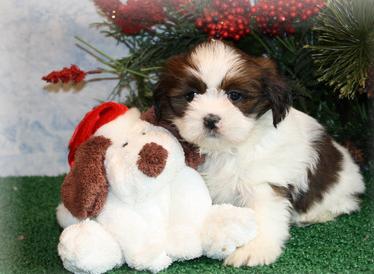 Lhasa Apso Puppies