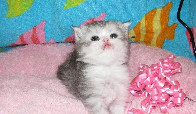 Male Persian Kitten2