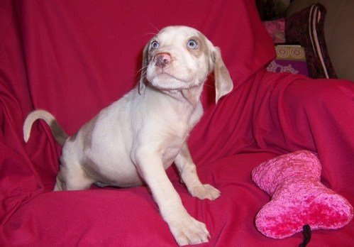 Louisiana Catahoula Leopard Dog Puppies