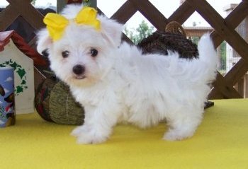 Maltese Puppies For Sale