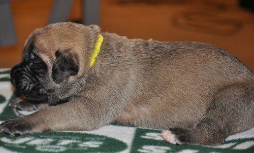 Mastiff Puppies For Sale