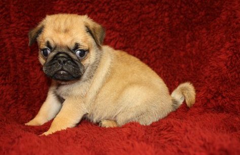 Lovely Pug Puppies