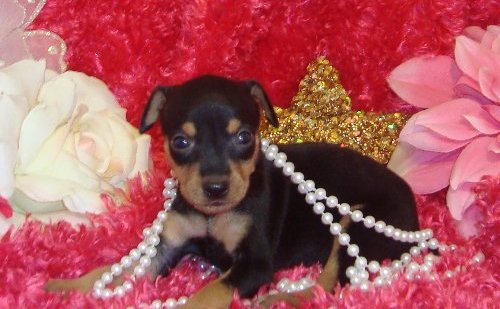 Miniature Pinscher Puppies For Sale