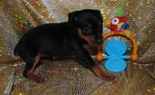 Miniature Pinscher Puppies For Sale