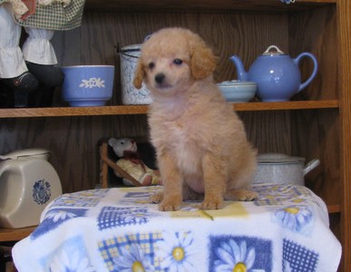 Miniature Poodle Puppy