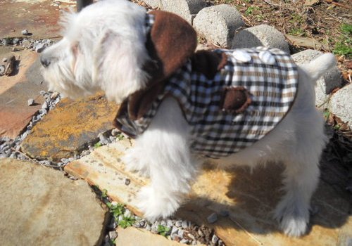 Miniature Schnauzer Puppies