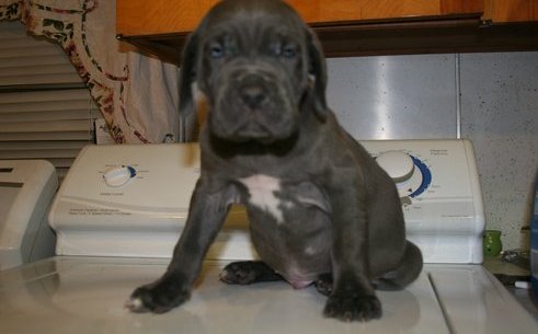 Neapolitan Mastiff Puppies