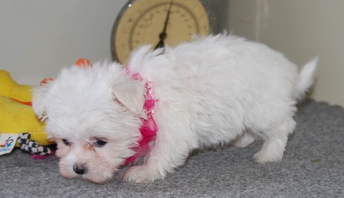 Malti Poo Puppies