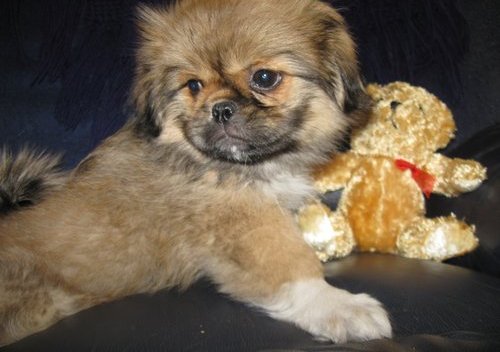 Pekingese Puppies For Sale