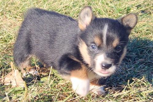 Pembroke Welsh Corgi Puppies For Sale