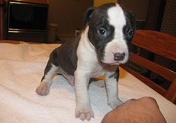 Pit Bull Terrier Puppies