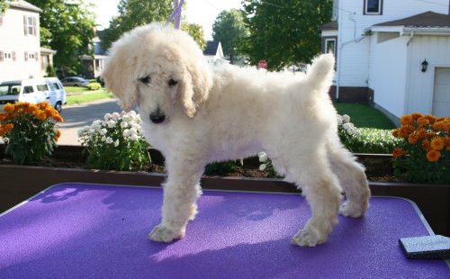 Poodle Puppies For Sale