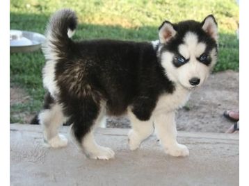 Sberian Husky Puppies