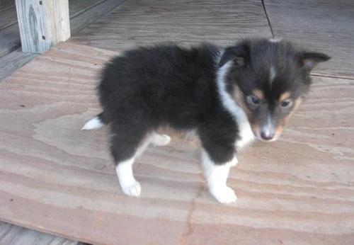 Shetland Sheepdog Puppies For Sale