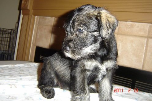 Standard Schnauzer Puppies