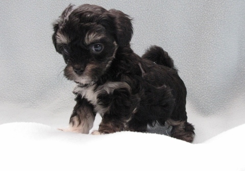 Shih-Poo Puppy